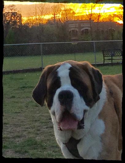 At the Dog Park after taking his Rimadyl