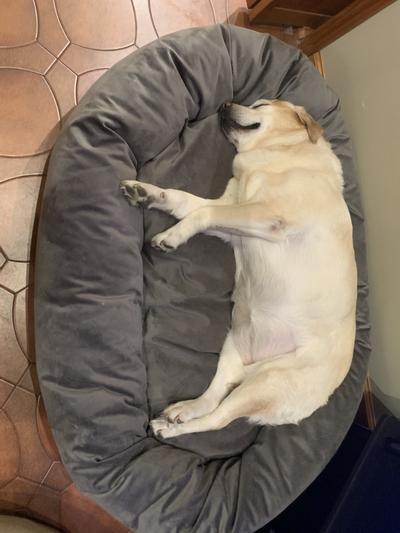 Lacey loves this bed!