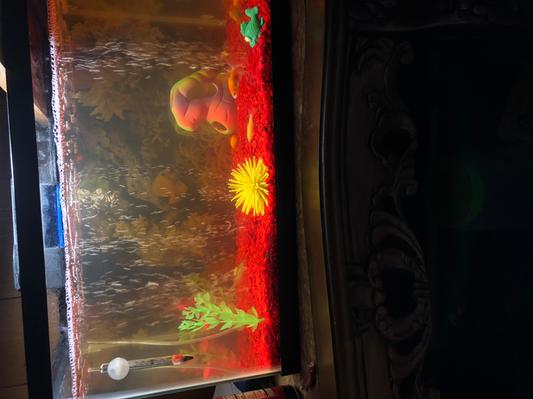 Water looks orange because I have poor lighting