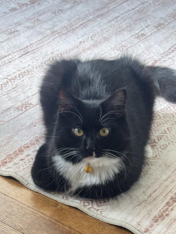 Daisy being happy that she no longer has fleas