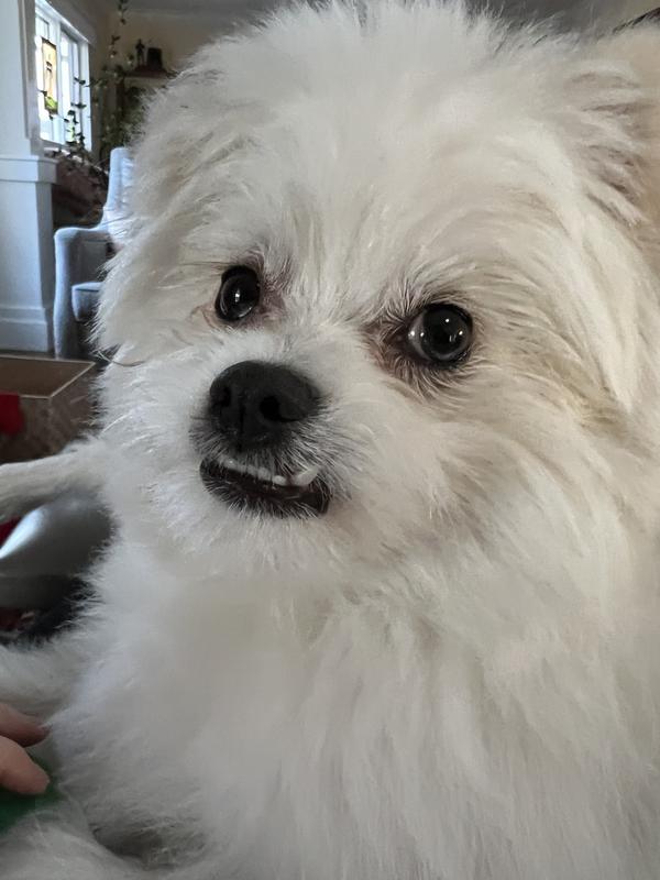 First little male dog ever. He is a loving buddy!