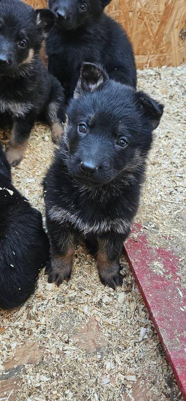 Look A Like To the Hi Line Adorable Shepherd