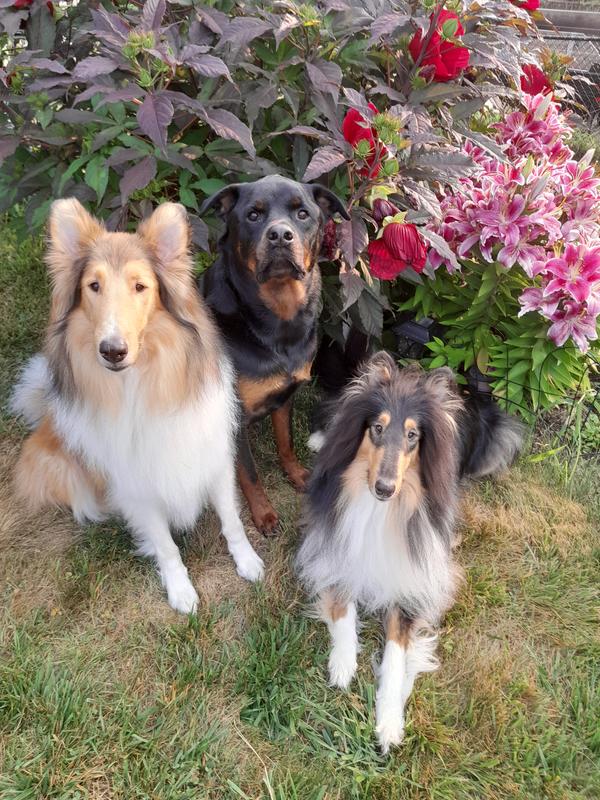 The boys