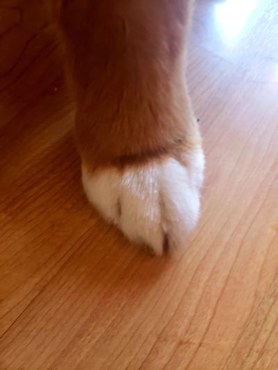 From overgrown foot fur to tightly scissored paw