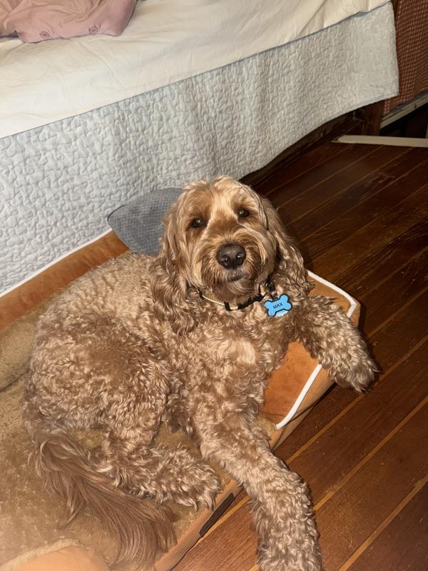 This is Max, just a few days after his first haircut!