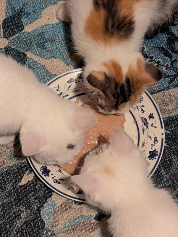 Foster kittens enjoying the treat. The calico at the top is the picky eater!