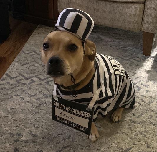 Dog 2024 prison outfit