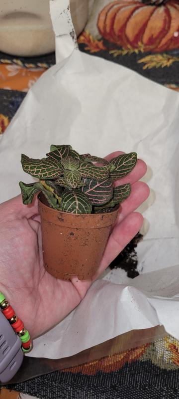 Plants were wrapped well!