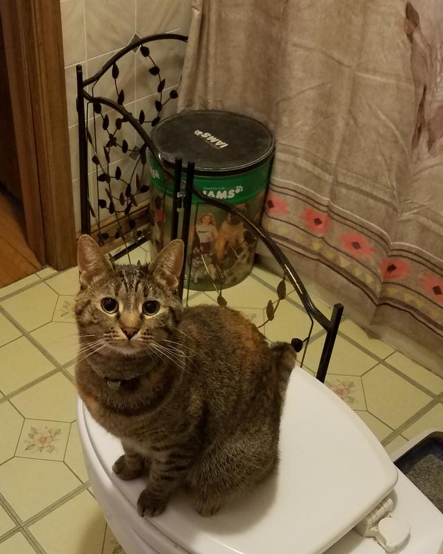 Kamelia showing off her new bathroom setup with the pretty new gate.