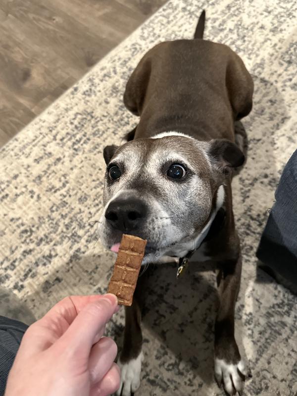 Scout before she gobbled the jerky up!