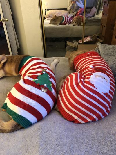 Frisco Christmas Tree Dog & Cat Lounger