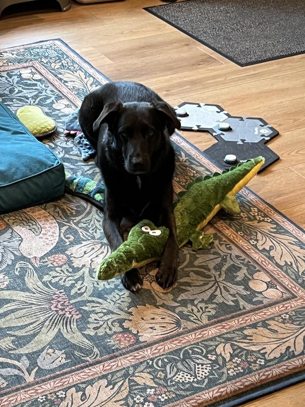 Astra’s new companion!