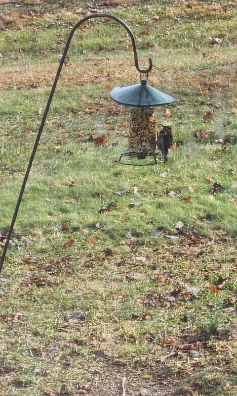 Yellow-bellied sapsuckers are also among the most frequent visitors for this particular mix
