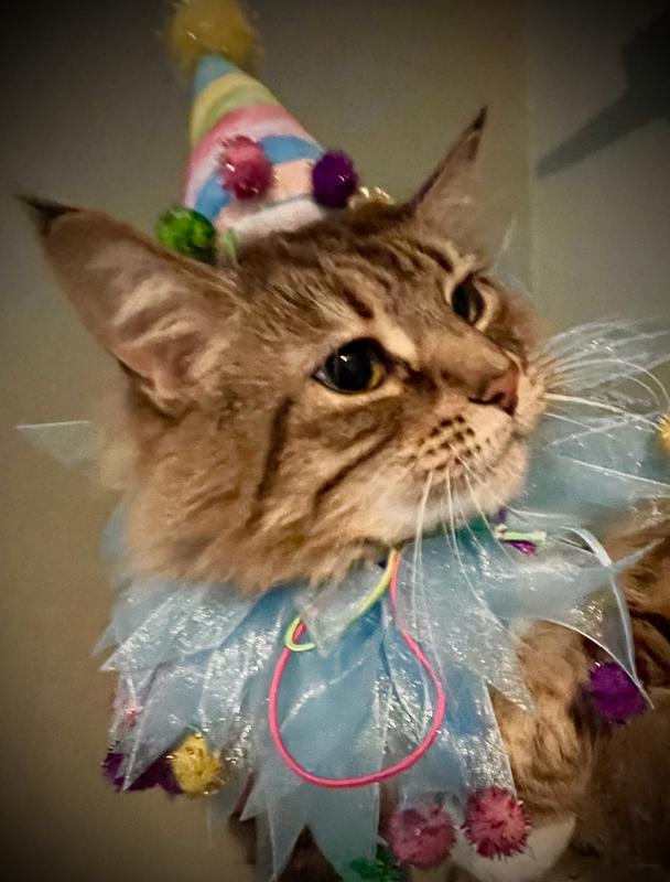 FRISCO Striped Party Hat & Ruffle Collar Cat Birthday Accessory, One ...