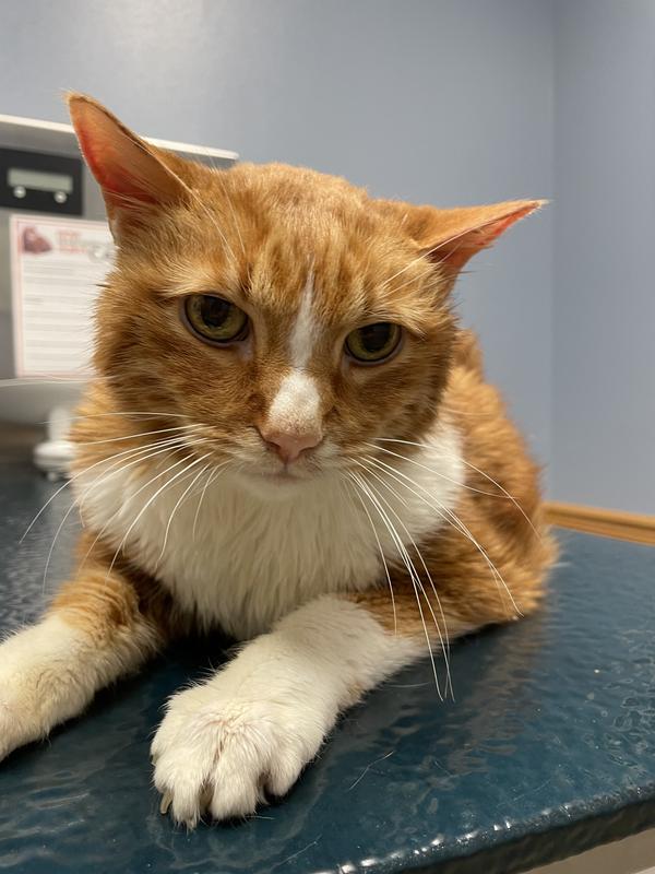 DOUXO S3 SEB OdorControl Seboregulating Dog & Cat Mousse, 5.1oz