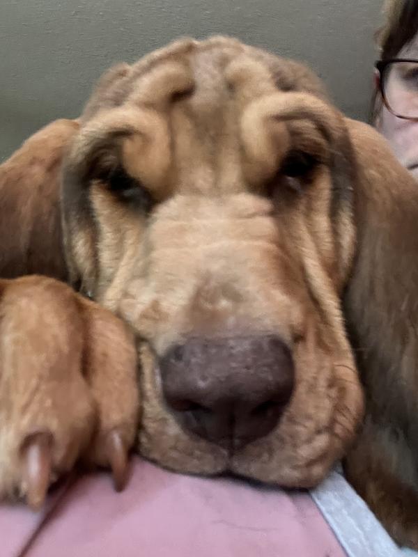 No pic of collar but here’s my pup lol