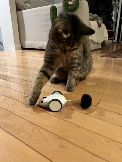 Lulu playing with his new toy
