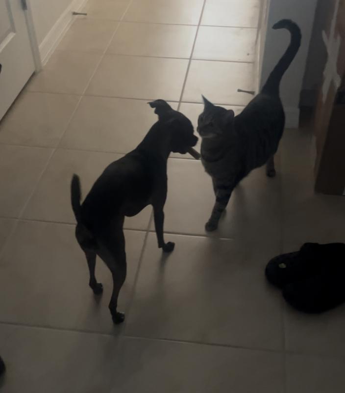 She loves it so much she wants to share with kitty