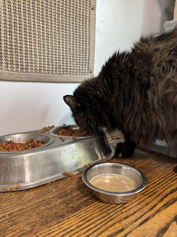 Oreo loved it, Maverick was not interested