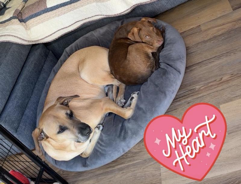 They love to cuddle, roomy