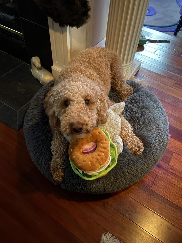 Teddy loves his brunch bagel