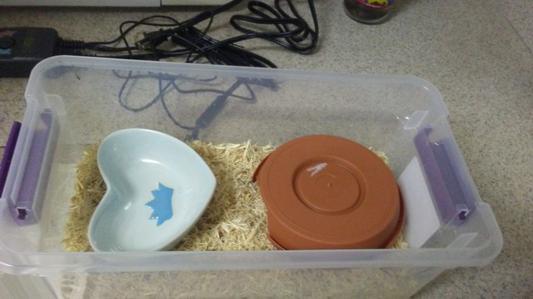 6 qt tub for babies