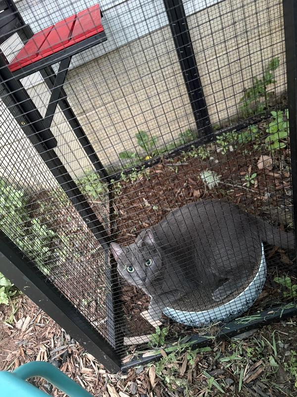 On her scratcher bed on the catio floor