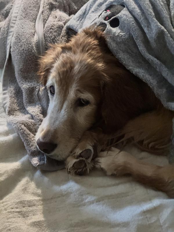 Older brother is much less happy to have needed the medicated bath. Not only does he smell so yummy, his skin issues improve & he is so soft & floofy after being dried.