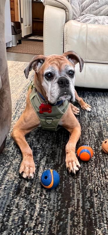 Chuckits are life! Bring all of them!!! Please!