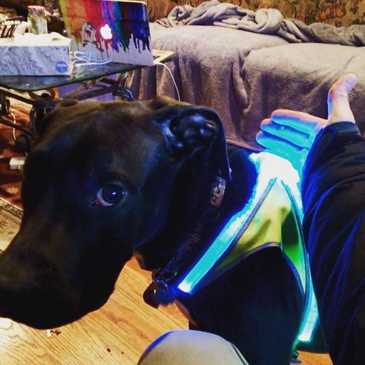 Noxgear lighthound led illuminated & reflective dog clearance harness