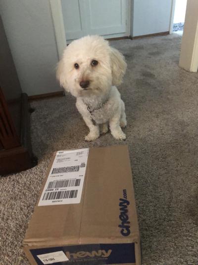 Open! Open! Open the CHEWY box! Noom! Noom! Noom!