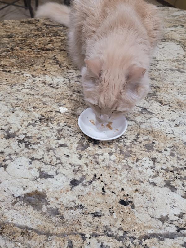 Otis enjoying WellJoy Treats