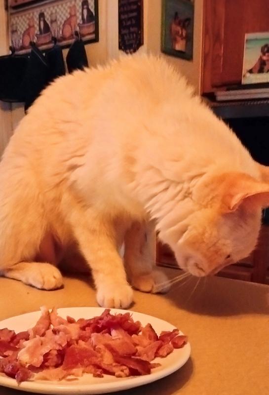 Snow eating what ever she wants 8/16/23