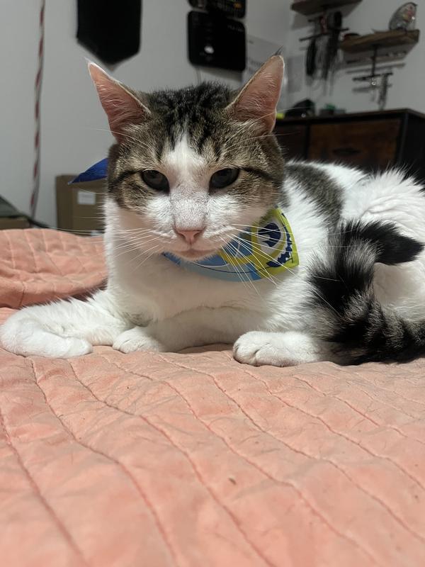 He’s cute with or without it but got it off the fastes