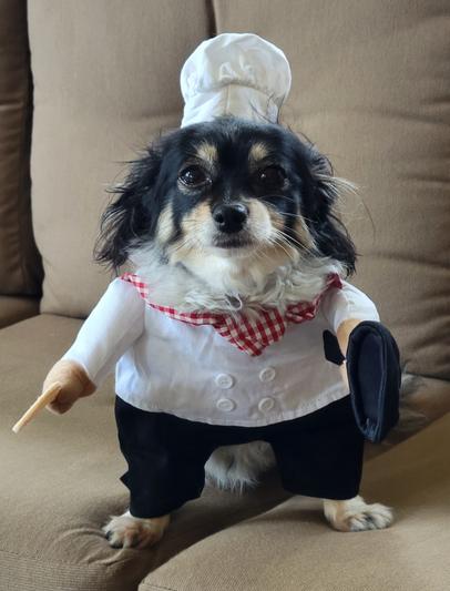 Top Chef Uniform Pet Dog Costume