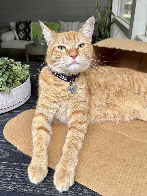 Sheriff Toby