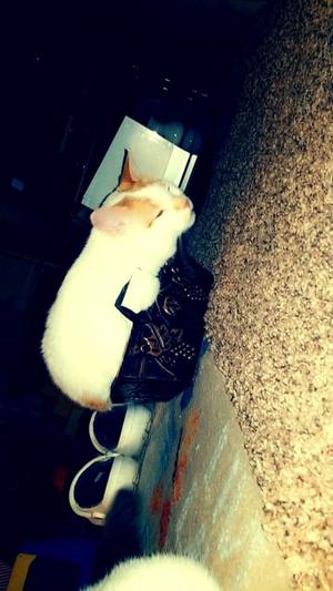 RIP ROAD DOG 6/30/14 - 3/2/22