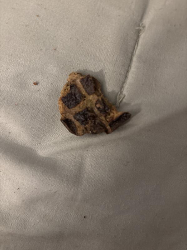 Broken apart bc my dog is small and can crumble.