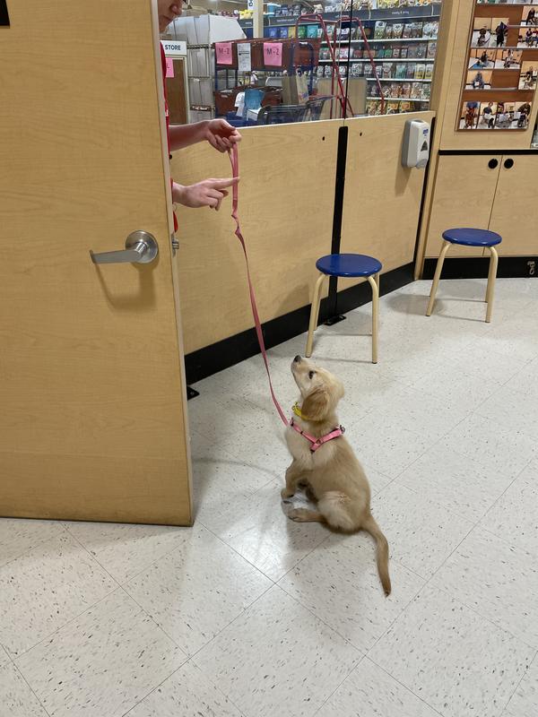 Learning to ‘wait’ in puppy class