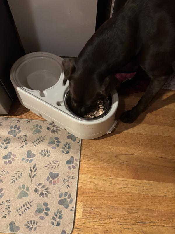 Lab eating the food