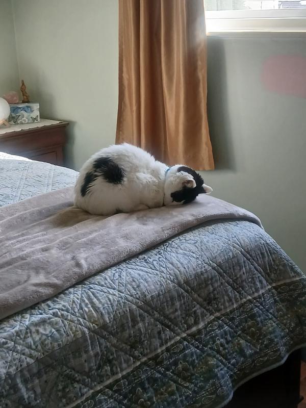 Food coma and one contented kitty