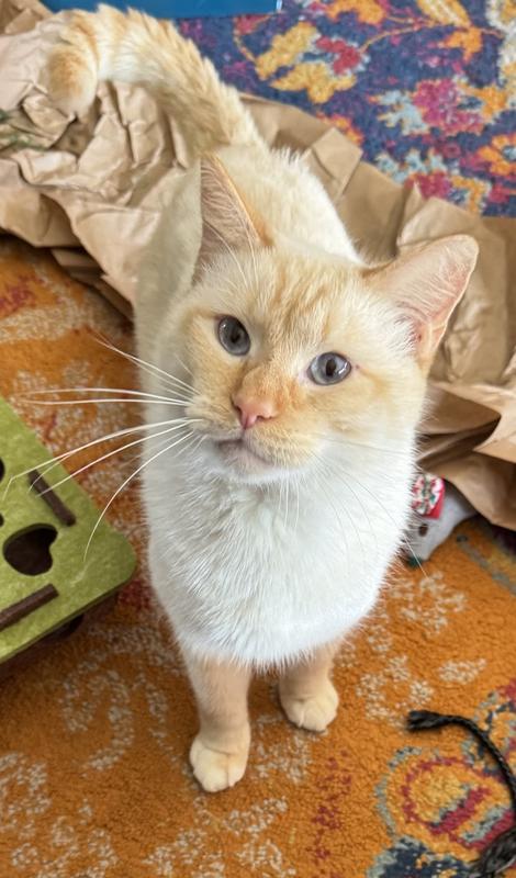 Hambo fresh from cat jail