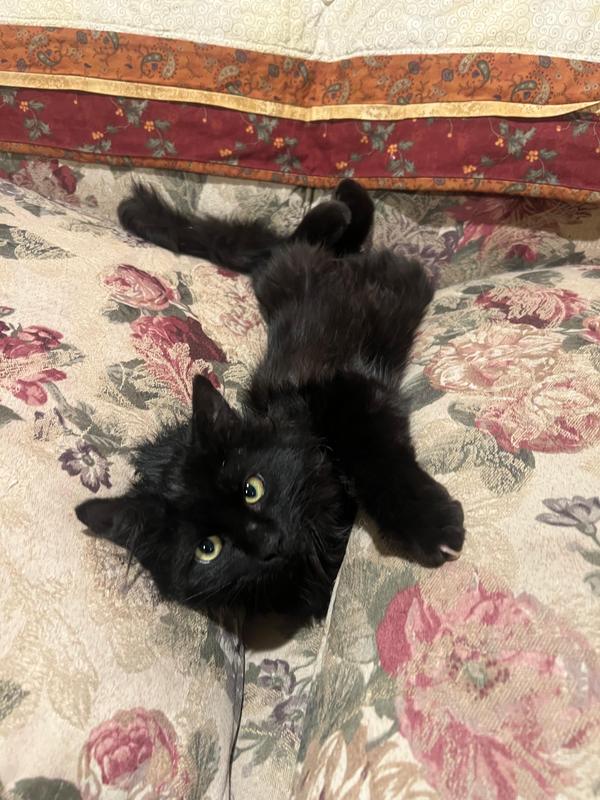 Dagwood - one month after rescue.