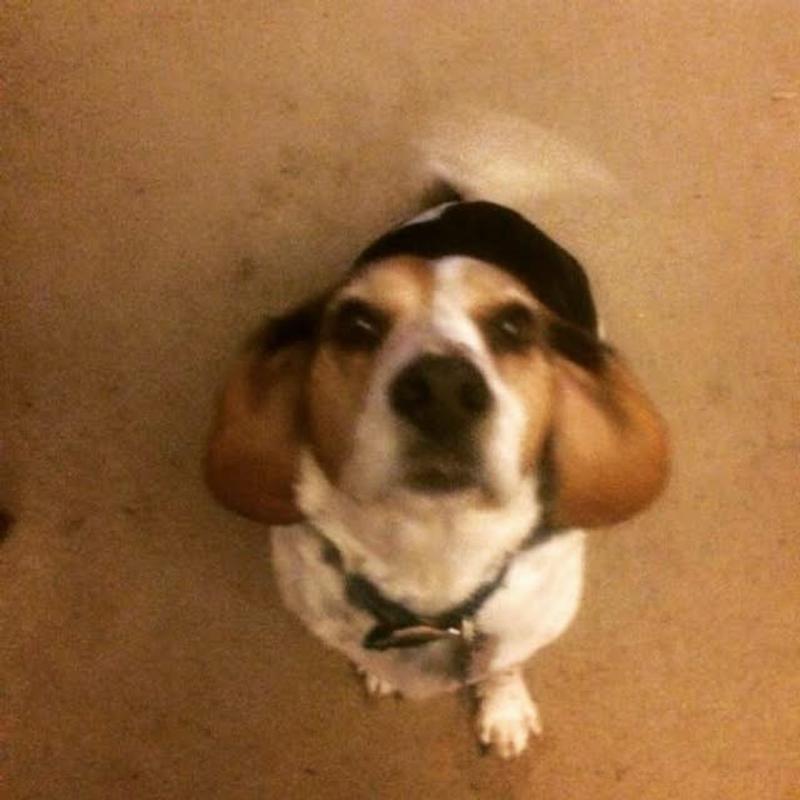 Please can I have some more?