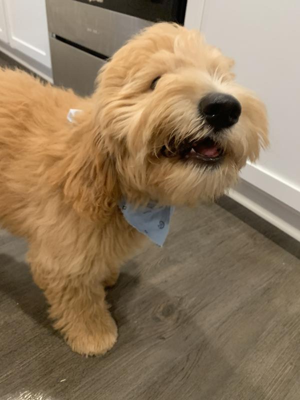 Samson enjoying his treat