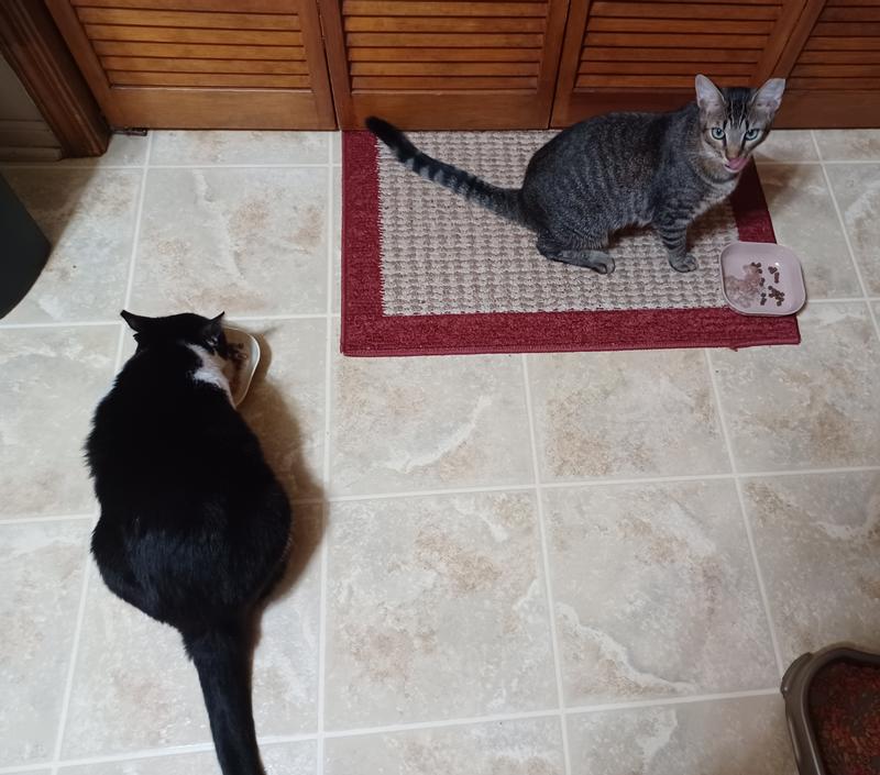 Checkers and Ringo chowing down.