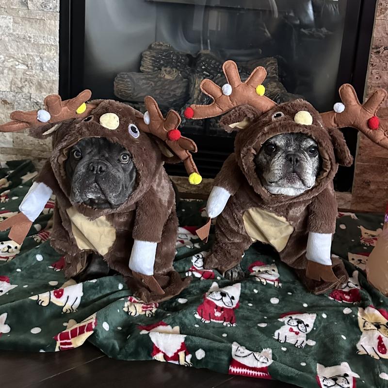 Two adorable reindeer