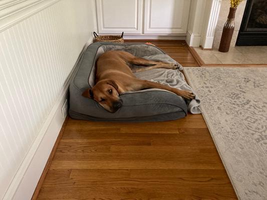 SERTA Quilted Orthopedic Bolster Dog Bed with Removable Cover, Tan ...