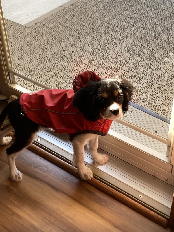 Bruno trying out his new rain coat.