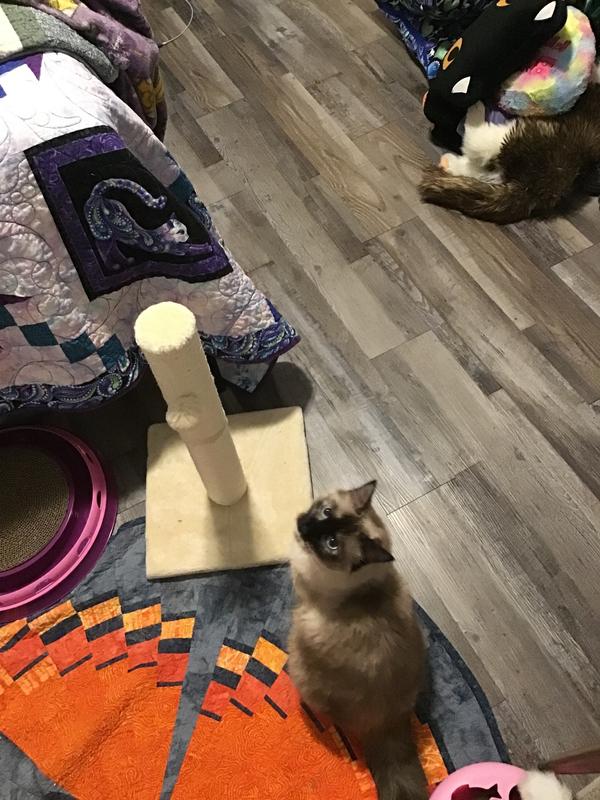 FRISCO 21in Sisal Cat Scratching Post with Toy, 2 count, Cream